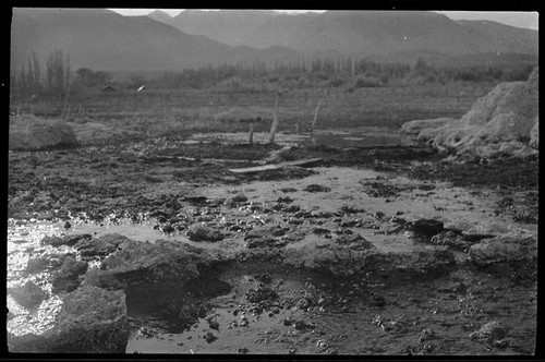 Tufa and tree limbs at edge of Mono Lake, Mono County, [1929?]
