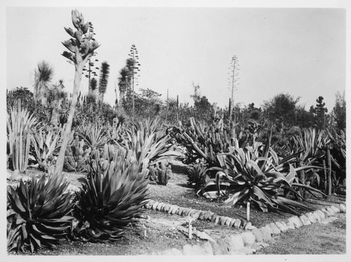 Aloes, agaves, and yuccas in the desert garden, 1935
