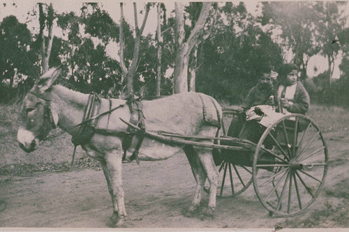Children of Marquez family on a donkey cart in Santa Monica Canyon, Calif
