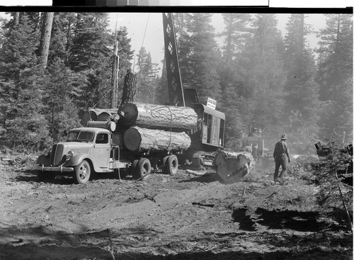 Crane Creek Logging