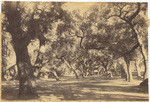 Oak Grove [at] Cooper Ranch, Santa Barbara