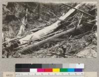 Redwood Utilization Study. Breakage in felling redwood. Tree #714. Looking East. E.F. July, 1928
