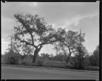 Oak trees, Rancho Santa Anita, Arcadia, 1933