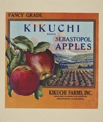 Fruit box label for Kikuchi Farms, Inc. Sebastopol, California, 1983