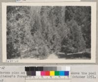 Pine and sequoia trees in plantation above the pool, Whitaker's Forest. Planted 1937-1940 and pruned 1949-1951. Oct. 1951
