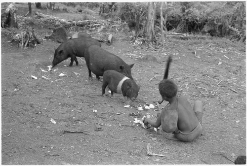 Feeding pigs