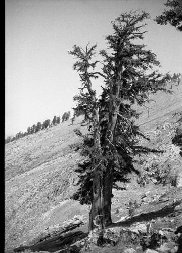 Foxtail Pine, Empire Mine area