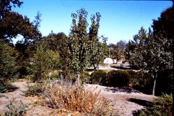 Ives Park in Sebastopol, California, 1965