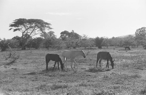 Horses roaming free in an open field, San Basilio de Palenque, 1976