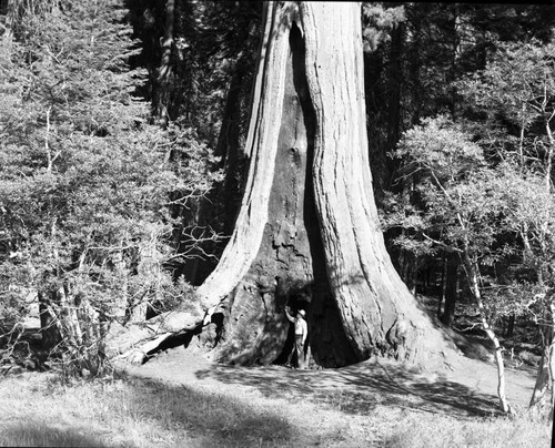 Giant Sequoias, Sequoia at Crescent Meadow. Individuals Unidentified