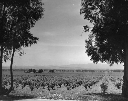 Cucamonga vineyard
