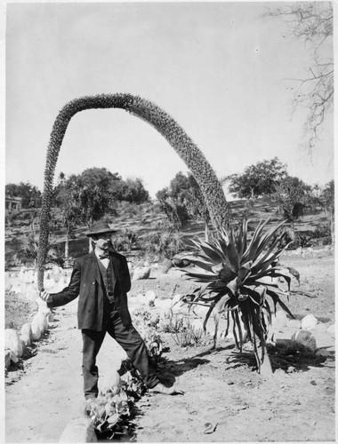William Hertrich with agave attenuata, circa 1911