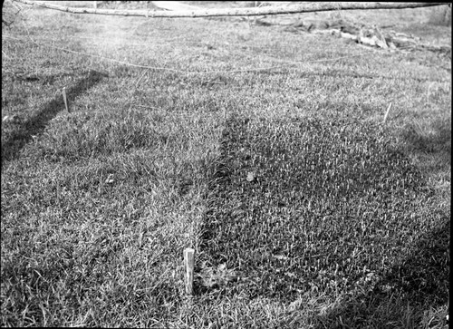 Meadow studies, plot #2 Nebraska sedge O.K. Note seed stalks and clipped area. Research Plots. Light leak