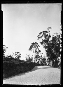 Tall eucalyptus trees lining a street curving to the right, Elysian Park, April 1928