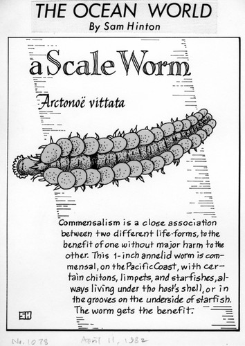 A scale worm: Arctonoe vittata (illustration from "The Ocean World")