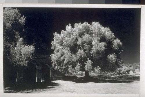 Infra red photo of old olive tree at San Antonio Mission. Ruins of mission in left background