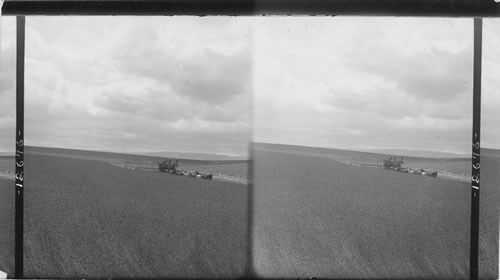 Harvesting in the great Northwest, 26 horse harvester in a vast wheat field, Washington