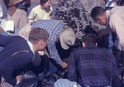 Martin W. Johnson (man with hat) showing the Ocean 112 biology class the pier piling growth at Scripps Institution of Oceanography. November 2, 1956