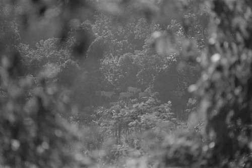 Cows walking in the forest, San Basilio de Palenque, 1976