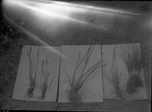 Meadow studies, grass on open slope of Mt. Mitchel. Very dry 30% slope sparse buchgrass type species. Misc. plants. Light leak