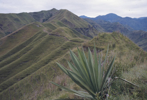 A plant and a view, Tierradentro, Colombia, 1975