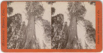 Big Tree Starr King, 366 feet high, 50 feet circumference, Calaveras County, # 895