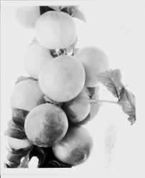 Branch with Burbank "Large Flat Ruby" plums, July 1929
