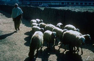 Pakistan, NWFP. A Pathan shepherd with his sheep is part of the cityshape at Peshawar