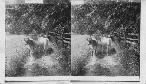 Jersey cows in shaded lane (Roosevelt?) In Oyster Bay, Long Island, N.Y