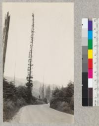 A redwood fire column, on the Redwood Highway at Stafford, 5 miles S. of Scotia, Humboldt County, California. The tree measures about 24" diameter at breast height and was burned during the logging operations here of Percy Brown about 1920. Note the re-sprouting to uniform length of branches. E. Fritz, June 1929
