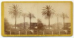 Giant Palms 75 years old 60 feet high San Buena Ventura Cal