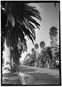 Beverly Hills street lined with palms, June 1, 1935