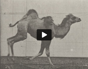 Bactrian camel galloping