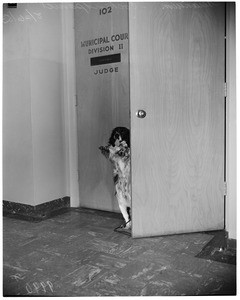 Dog owner fined, 1953