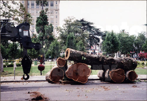 Tree Removal at Cesar Chavez Park