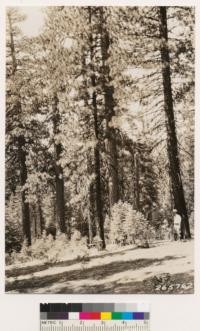 Ponderosa-Jeffrey pine type site IV. Occasional sugar pine, incense cedar and white fir. White fir reproduction
