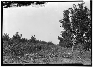 View of a young walnut orchard showing an intercrop of corn, Pomona, October, 20, 1930
