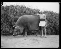 Girl touches a large pig at the Los Angeles County Fair, Pomona, 1929