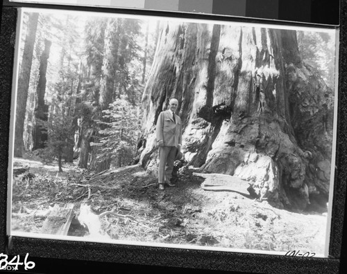 Misc. Named Giant Sequoias Congressmen Barbour by his tree