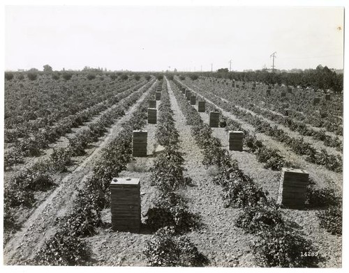 Stacked raisin trays in a field