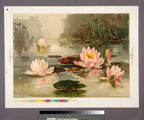 [Proof of pink water lilies]
