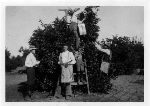 Photograph of Bradford family members picking oranges