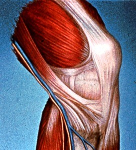 Illustration of semi-flexed left knee, medial aspect, showing long/great saphenous vein and infrapatellar branch of saphenous nerve in relation to sartorius m. insertion