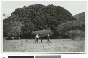 Two European men in front of trees, Wonderboom, South Africa, 1932