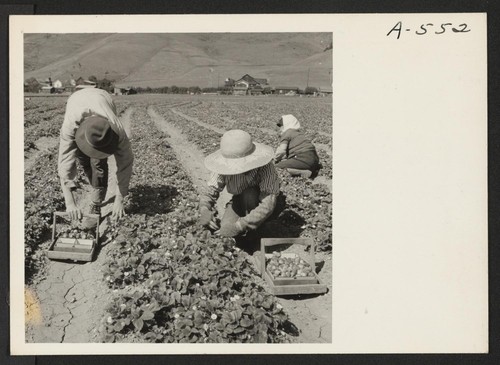 This family of Japanese ancestry have but a few days to work in their strawberry field before evacuation to an assembly center from where they will be transferred to a War Relocation center to spend the duration. Photographer: Lange, Dorothea Mission San Jose, California