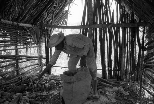Man collecting bananas, San Basilio de Palenque, 1976