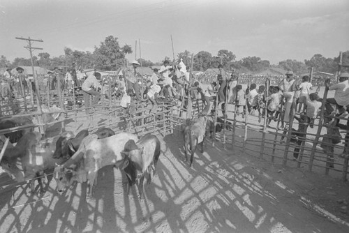 Bulls entering arena, San Basilio de Palenque, ca. 1978