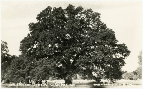Old Hooker Oak