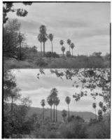 Two views of palms growing in the desert, Twentynine Palms, 1928