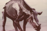 Two-horned rhinoceros skeleton